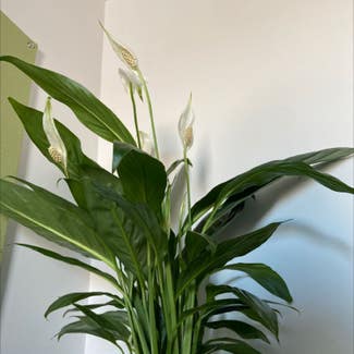 Peace Lily plant in Framingham, Massachusetts
