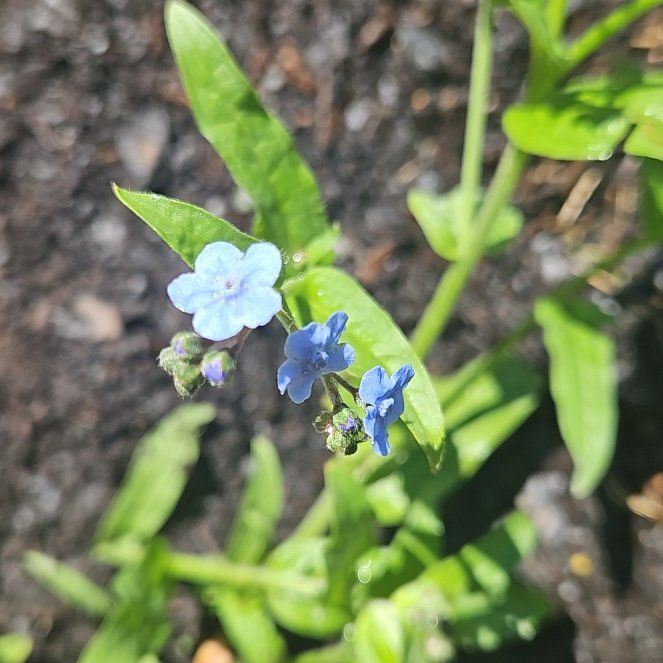 Photo of the plant species Chinese Forget-Me-Not by @NativeFicusalii named Tolkien on Greg, the plant care app