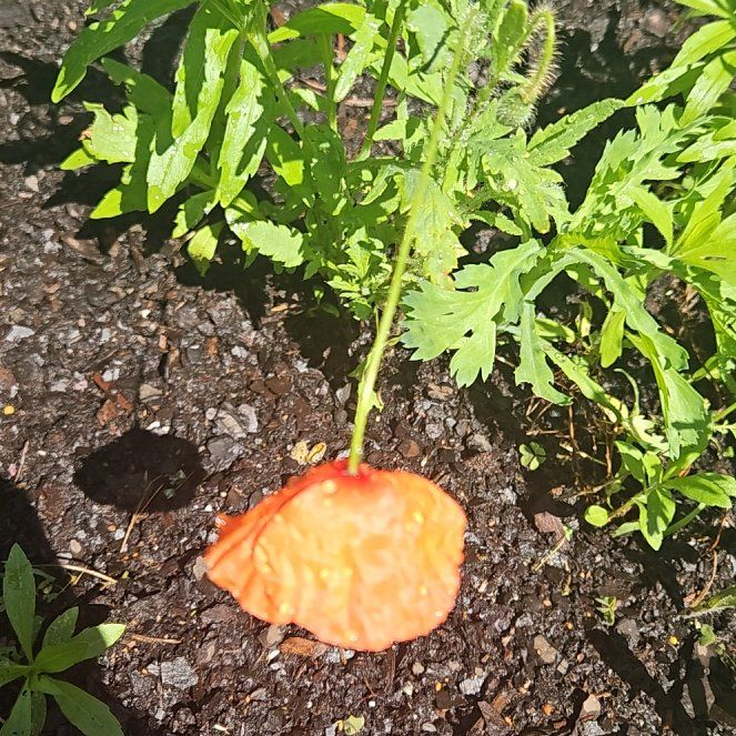 Photo of the plant species Welsh Poppy by @NativeFicusalii named Gregarious on Greg, the plant care app