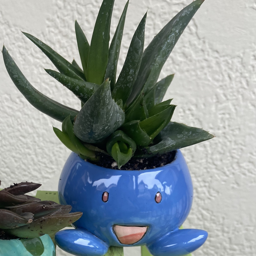 Photo of the plant species Haworthia pentagona by @Cestlorv named Oddish on Greg, the plant care app