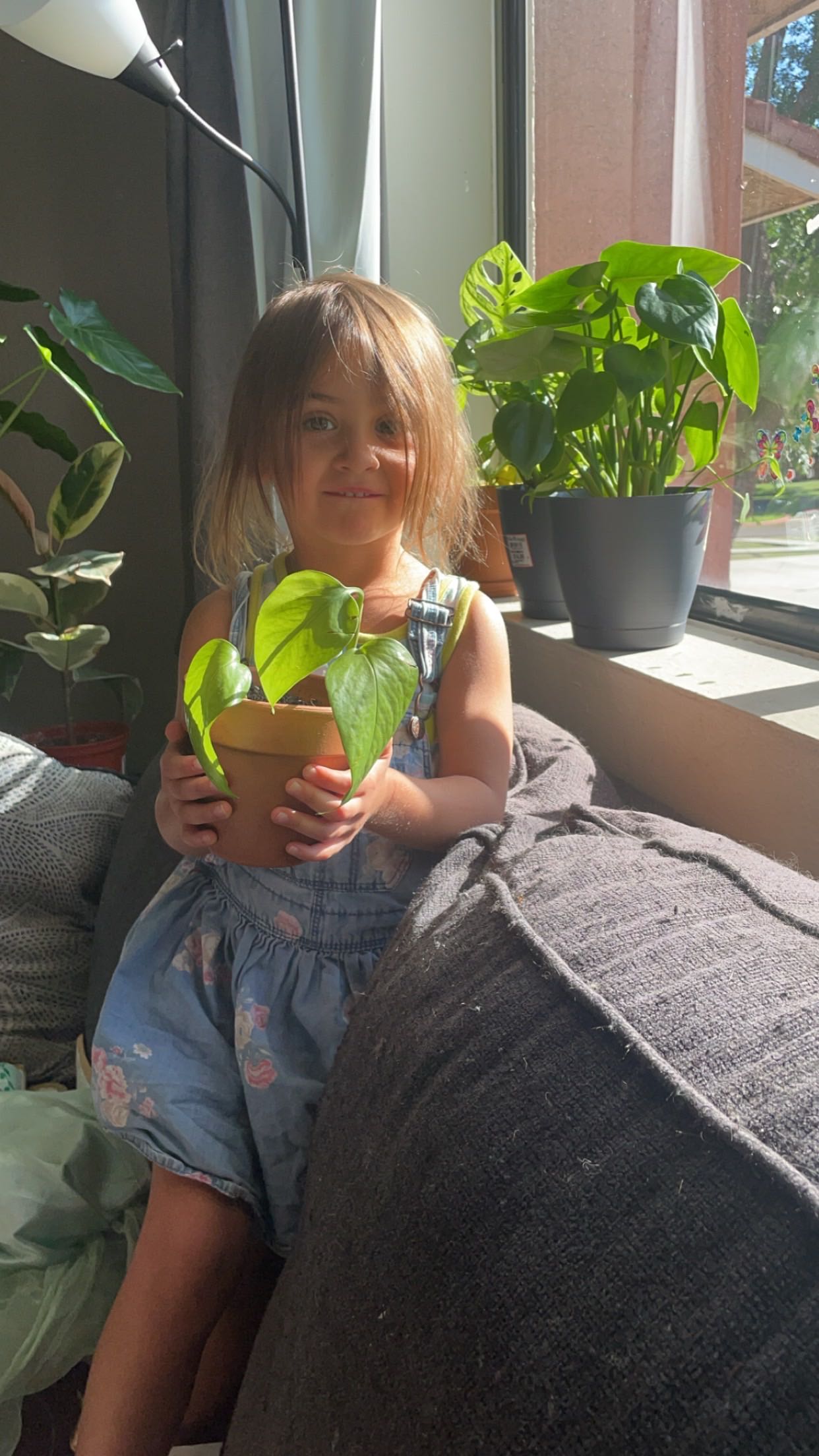 Jade Pothos is Toxic to Dogs 🐶