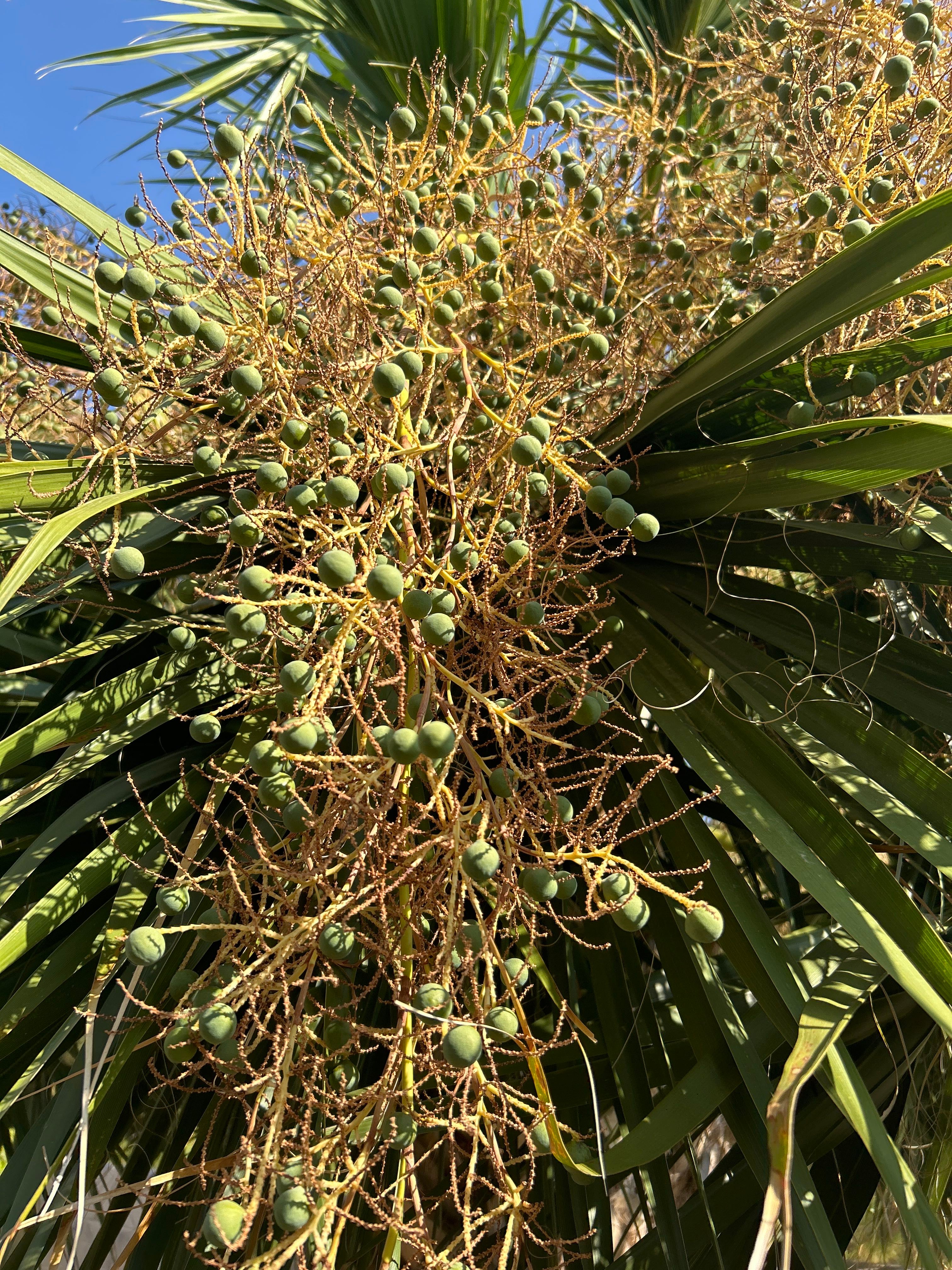 How to Care for Cabbage Palm: Mastering Water, Sunlight \u0026 More, image size:1000x1000