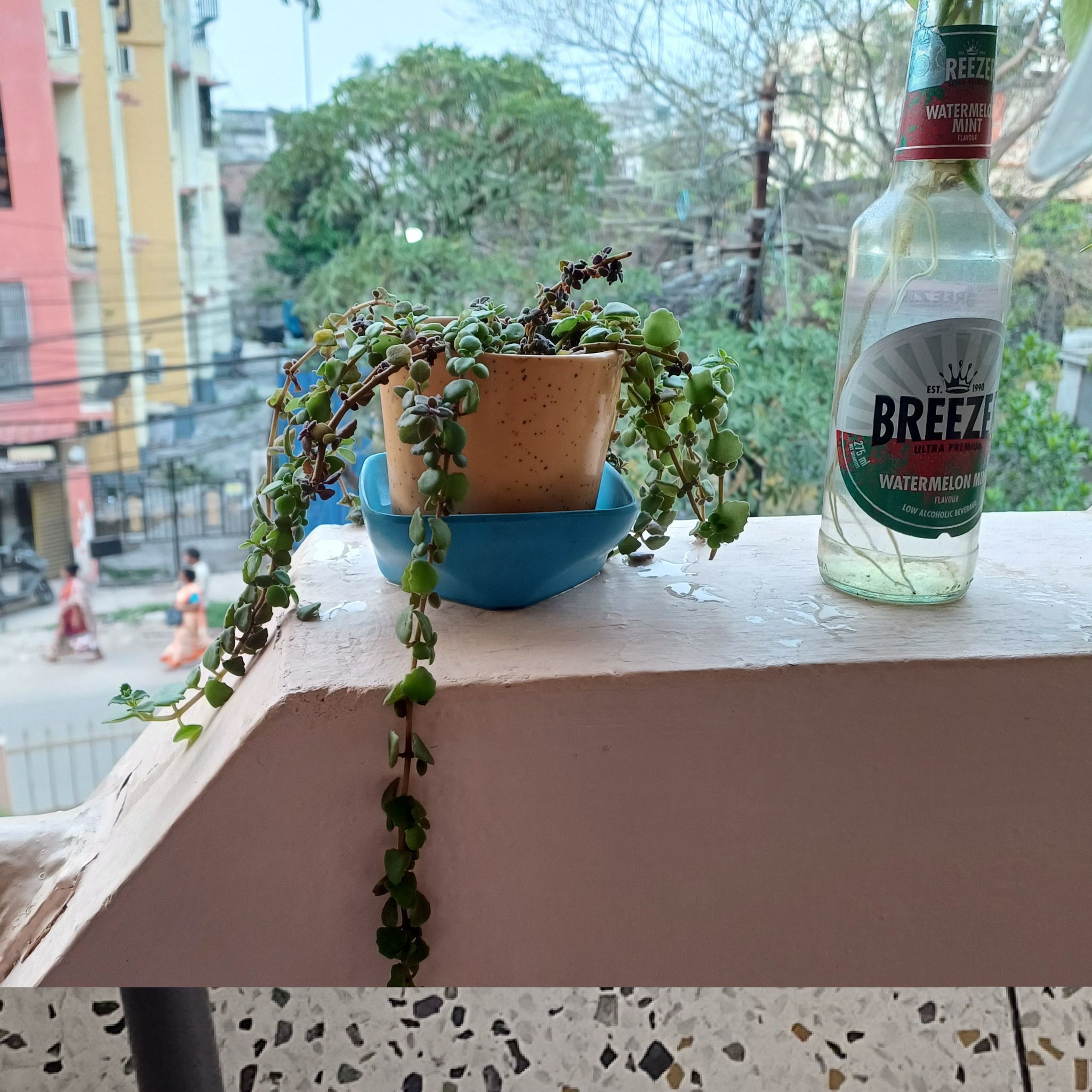 Photo of the plant species Succulent Swedish Ivy by @LordlyBlackhaw named Kobe on Greg, the plant care app