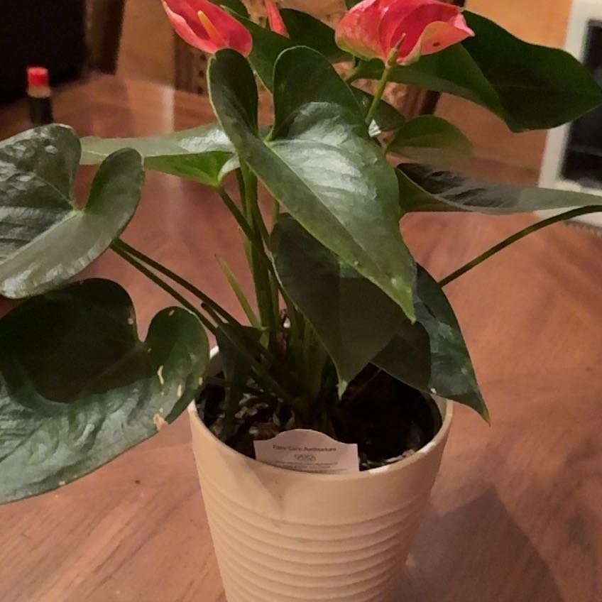 Photo of the plant species Flamingo Lily by @DoughtyDeathcap named Madonna on Greg, the plant care app