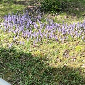 Photo of the plant species Wild Perennial Lupine by @ShiningHemlock named Harmony on Greg, the plant care app