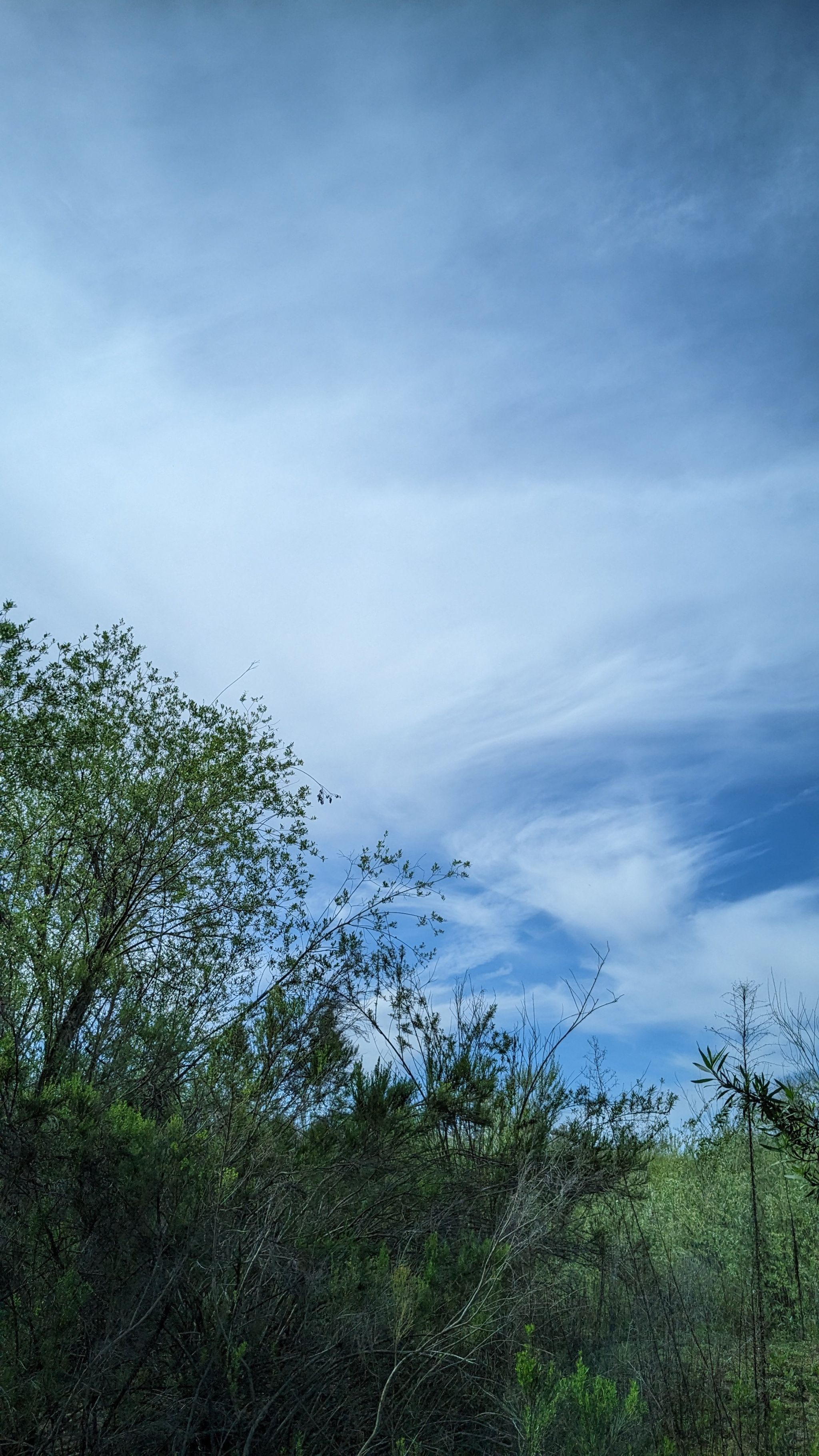 Photo of the plant species California Scrub Oak by @BentonDuranta named Captain Plant-it on Greg, the plant care app