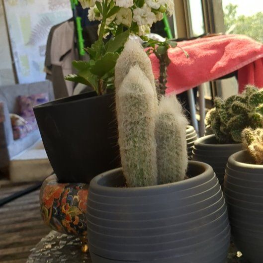 Photo of the plant species Damask Rose by @LikableBookaloe named Marilyn on Greg, the plant care app
