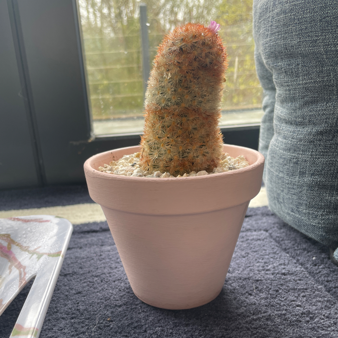 Photo of the plant species Isla Carmen Pincushion Cactus by Ben and milly named Planty on Greg, the plant care app