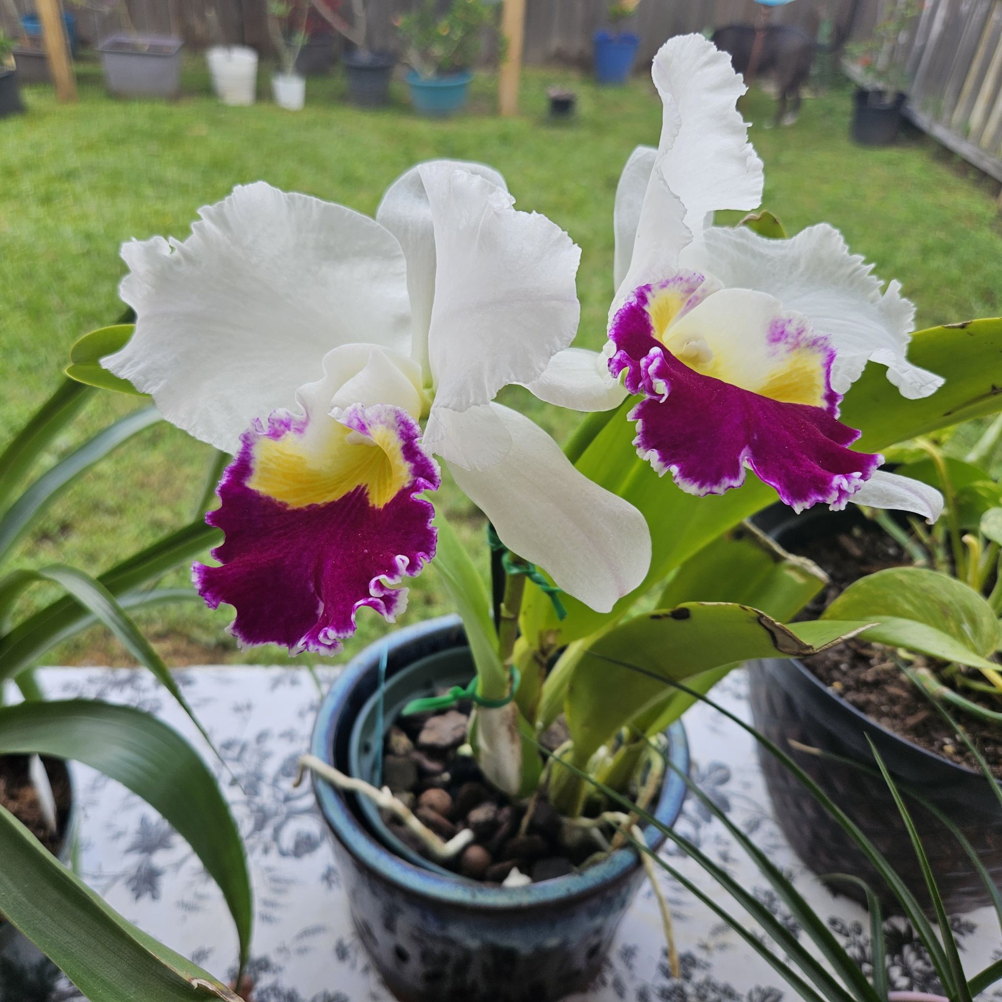 Cattleya Orchid with white and purple flowers in a pot, healthy and well-framed.
