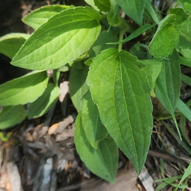 Photo of the plant species Blackeyed Susan by @ManyPurplevetch named Marilyn on Greg, the plant care app