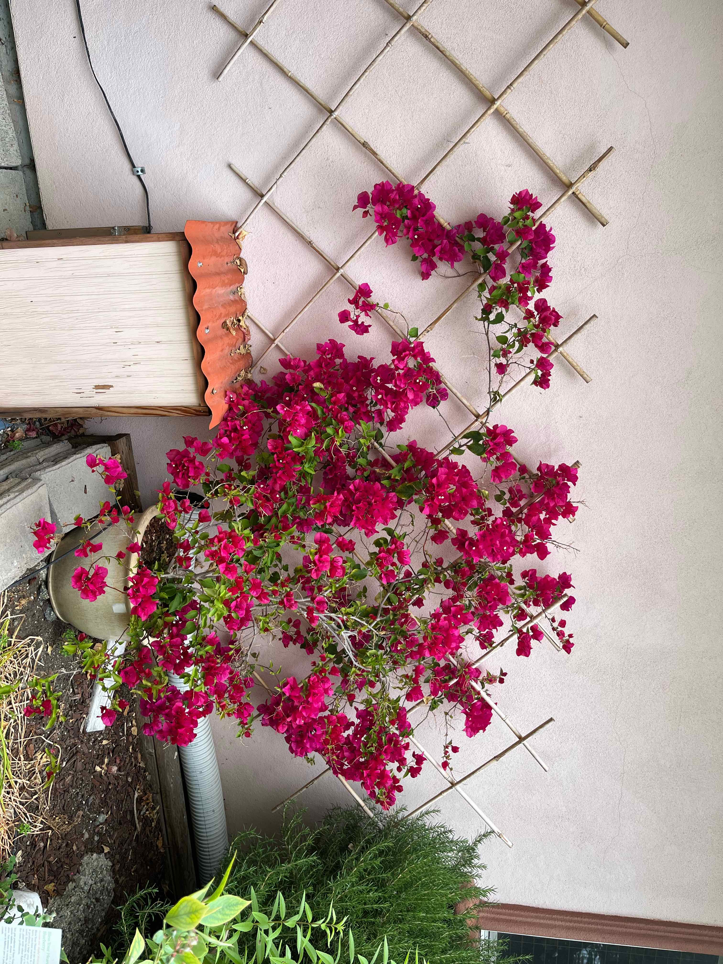 Photo of the plant species Barbara Karst Bougainvillea by @KindCineraria named Bougainville on Greg, the plant care app