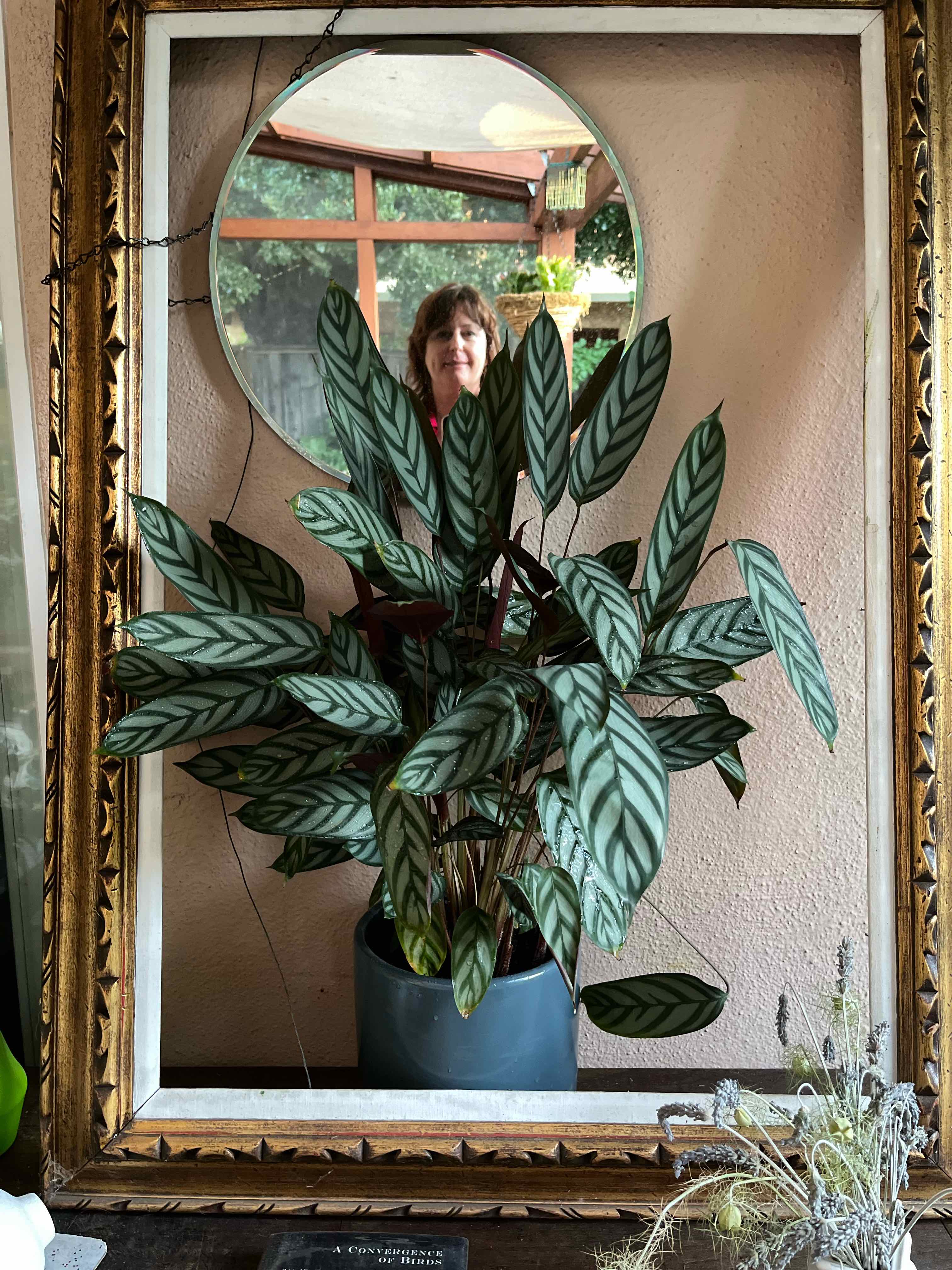 Photo of the plant species calathea exotica by @KindCineraria named Veranda on Greg, the plant care app