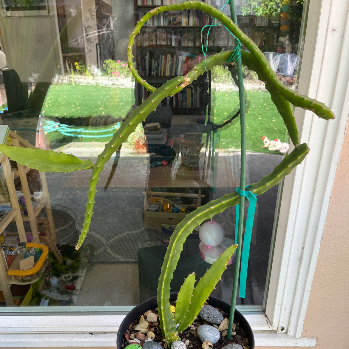 Photo of the plant species Ecuador Yellow Dragon Fruit by @KindCineraria named Dragon on Greg, the plant care app
