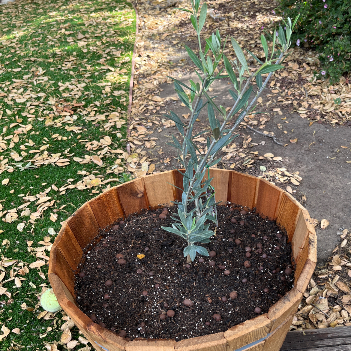 Photo of the plant species Olive Arbeiquina by @KindCineraria named Oliver on Greg, the plant care app