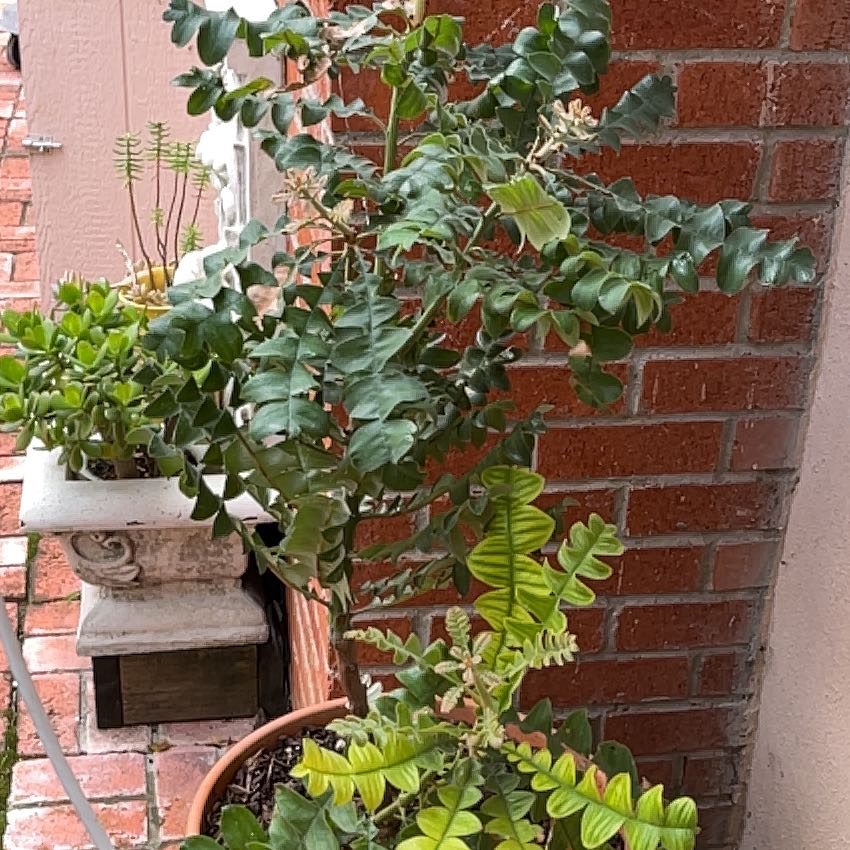 Plant care for Asymmetric Protea on Greg, the plant care app