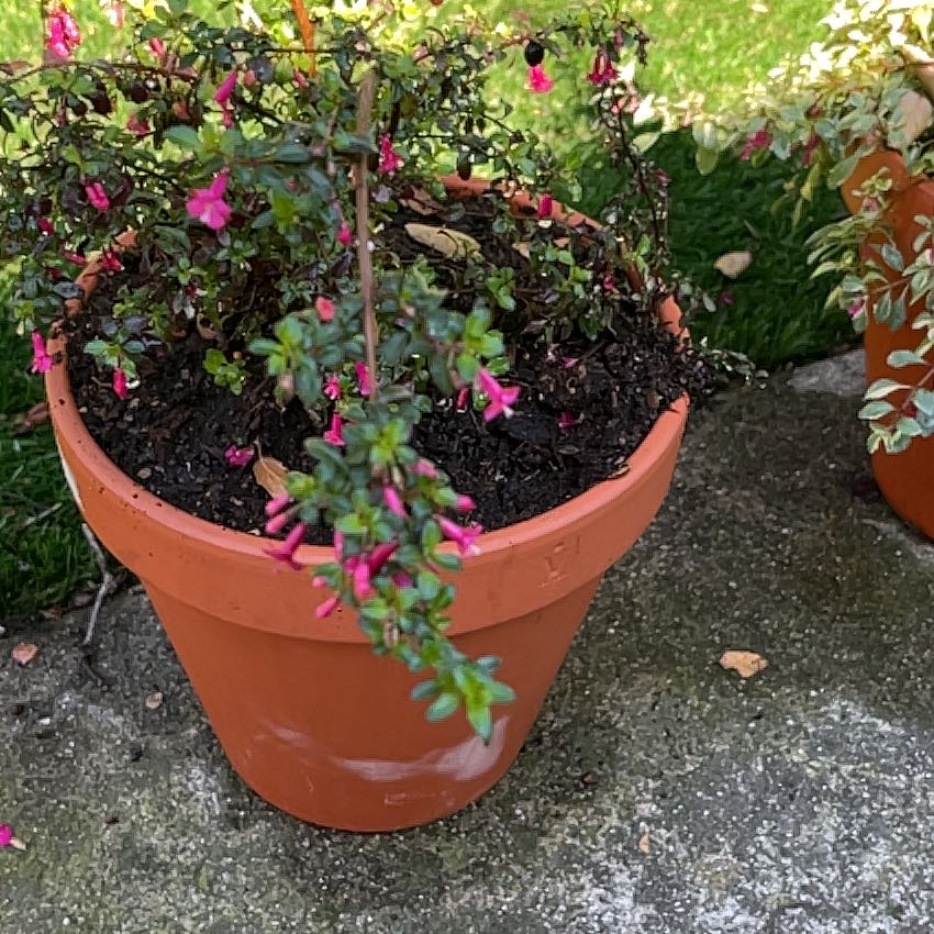 Photo of the plant species Fuchsia microphylla by @KindCineraria named Tymifolia on Greg, the plant care app
