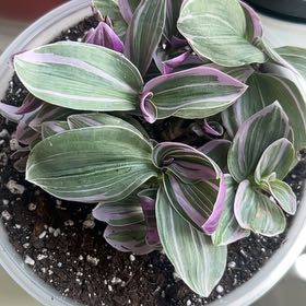 Photo of the plant species Feeling Flirty by @Moonlitmoss named Flirty on Greg, the plant care app