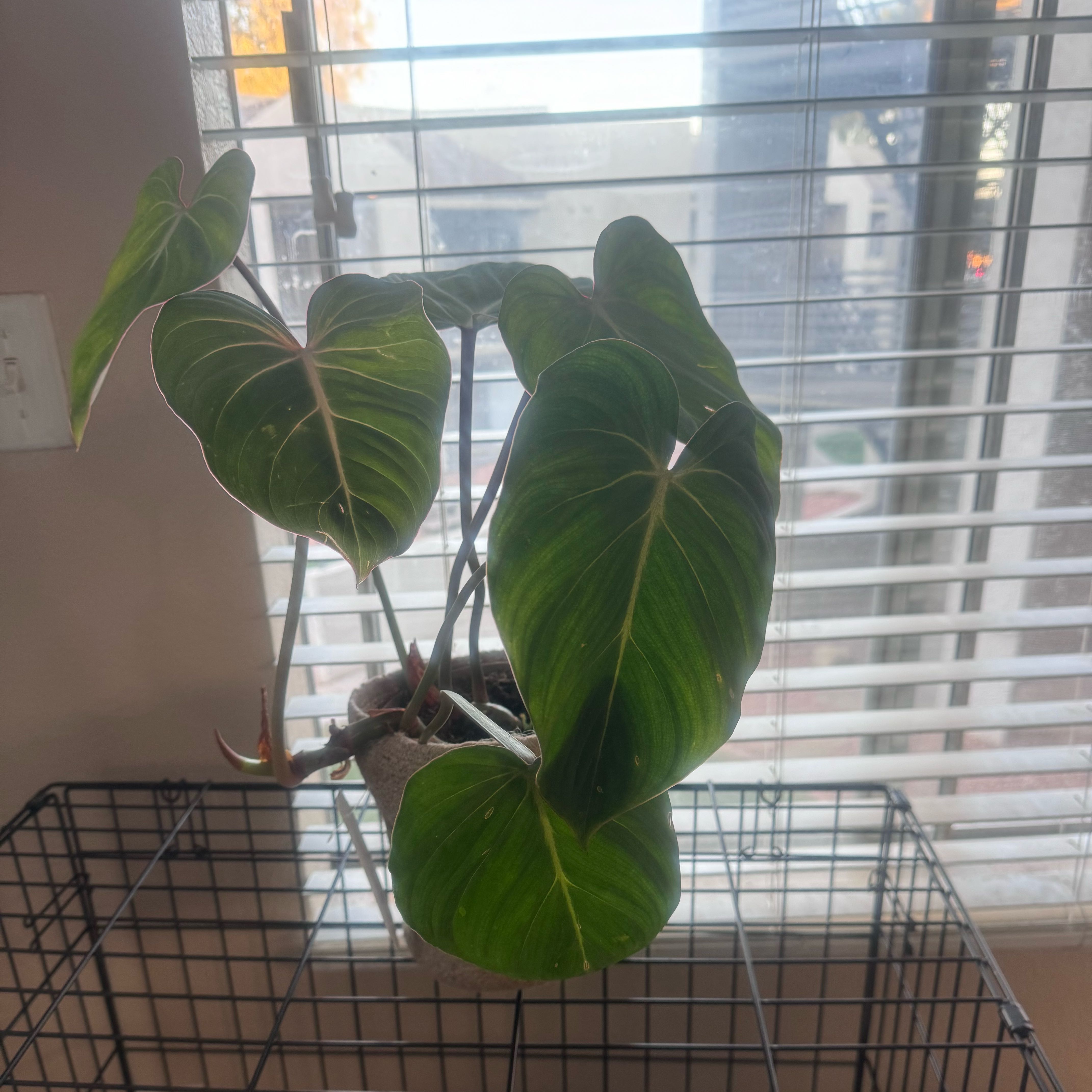 Philodendron 'Glorius' plant with large green leaves on a wire shelf near a window.