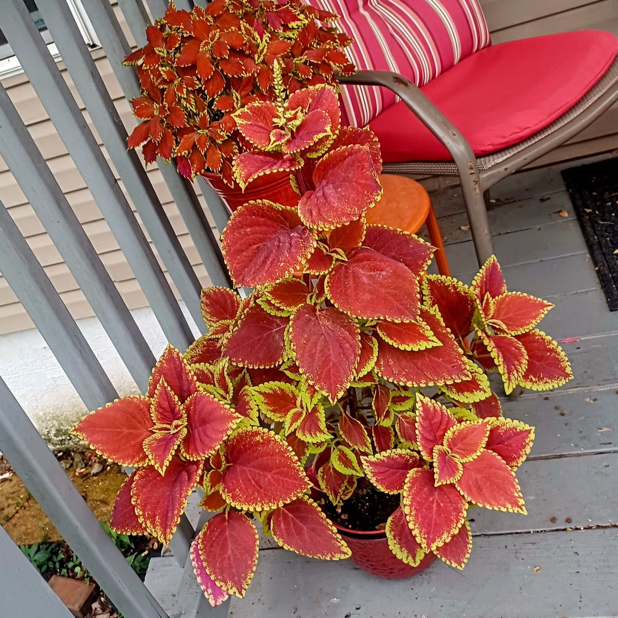 Starburst