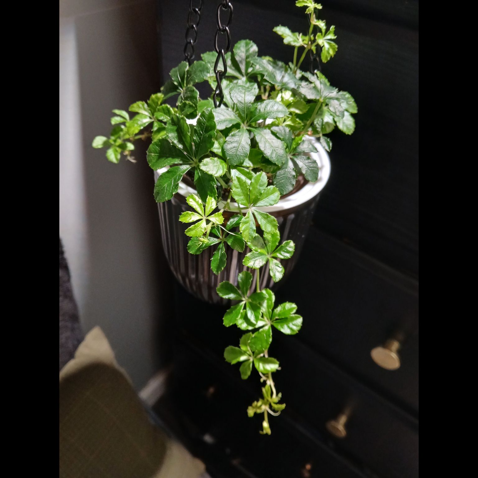 Photo of the plant species Sugar Vine by @DevineButterfly named Sugar Curls on Greg, the plant care app