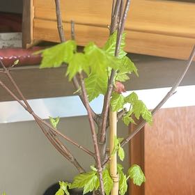 Photo of the plant species October Glory Maple by @SilkyAsterium named October on Greg, the plant care app