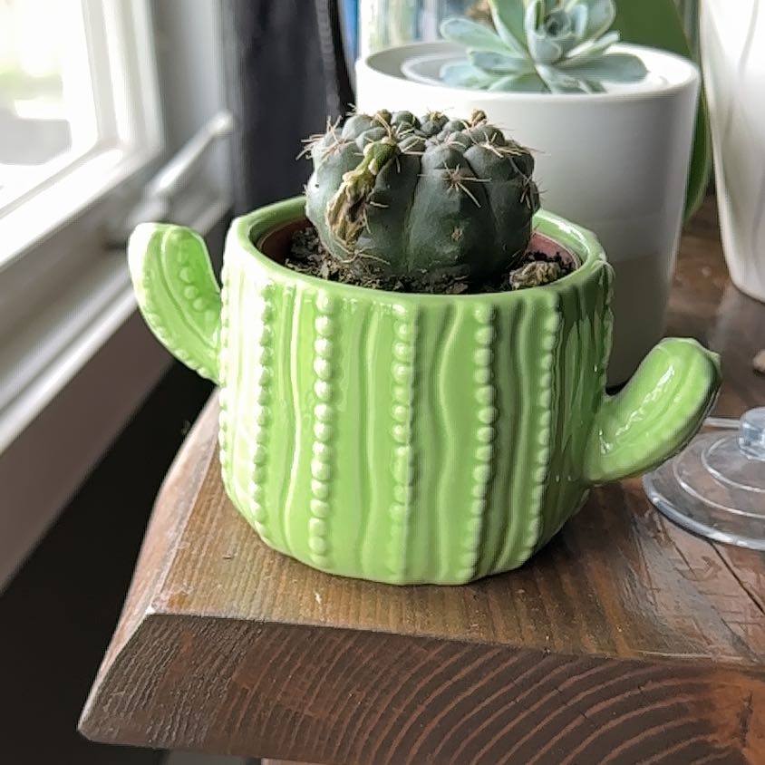 Photo of the plant species Chin Cactus by @Hermit named Diana on Greg, the plant care app