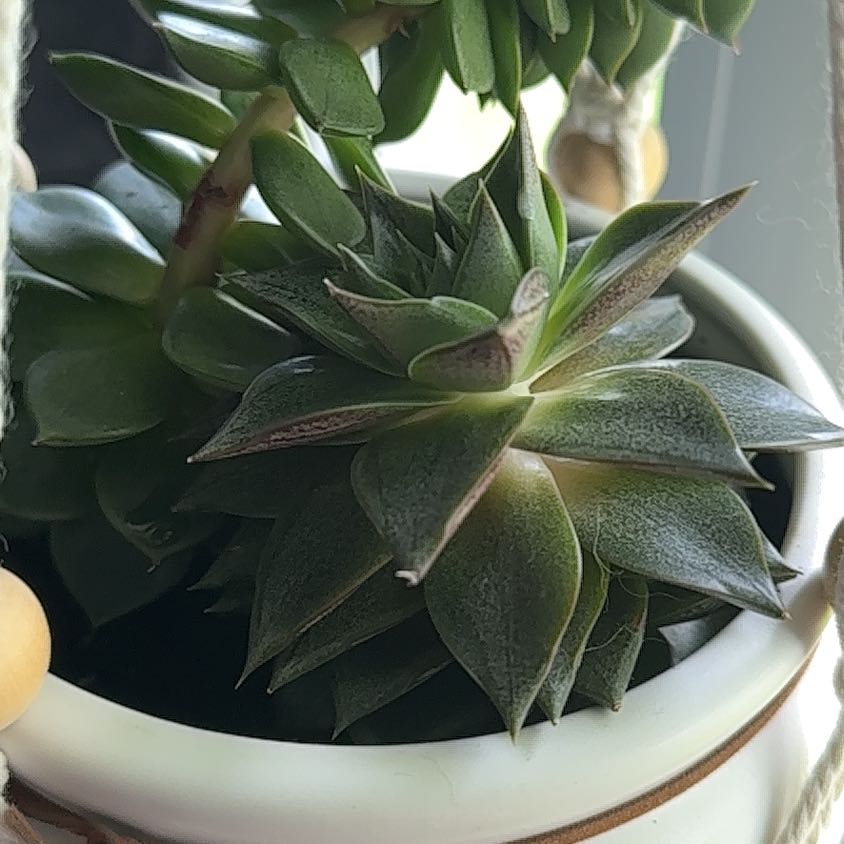 Echeveria 'Dionysos' succulent in a white pot, healthy green leaves.