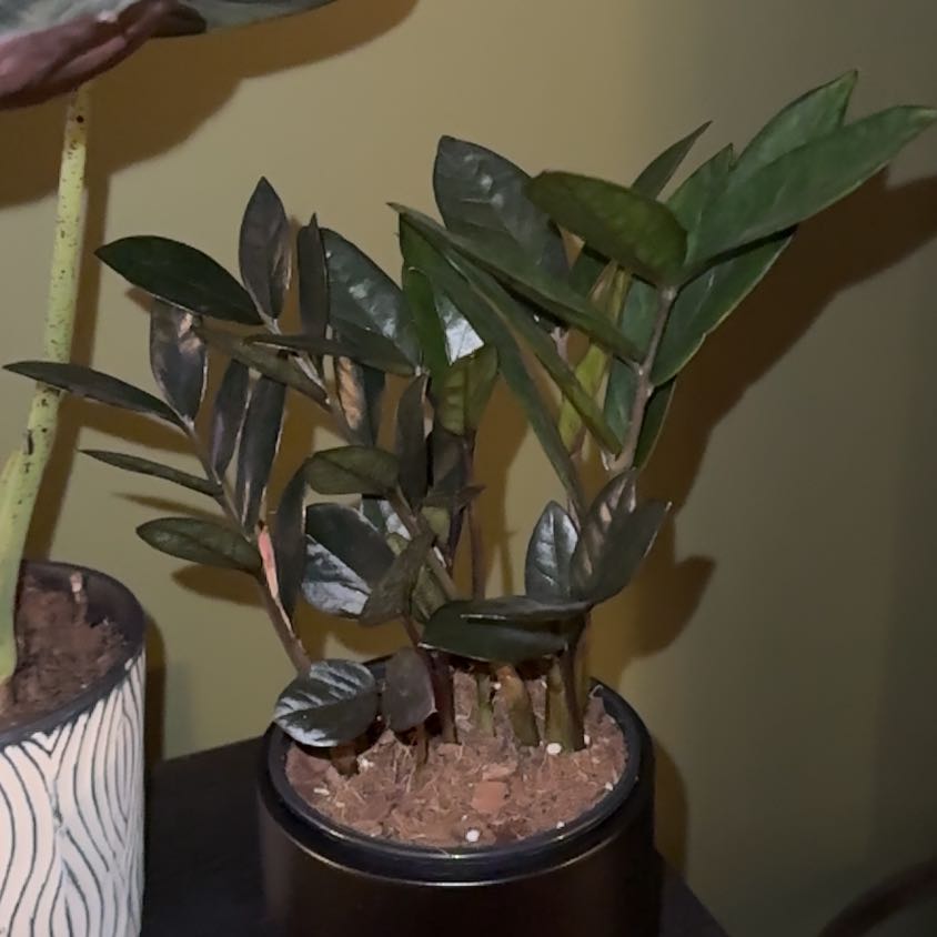Photo of the plant species Zz Supernova by @Hermit named James Dean on Greg, the plant care app