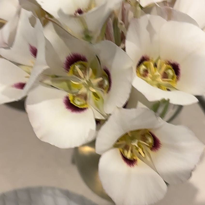 Photo of the plant species Sego Lily by @HeroPinyonpine named Leonardo on Greg, the plant care app