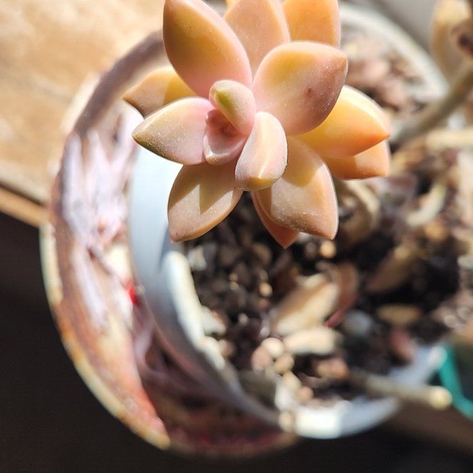 Photo of the plant species Graptosedum 'Alpenglow x Vera Higgins' by @FlyingTrextoes named Aria on Greg, the plant care app