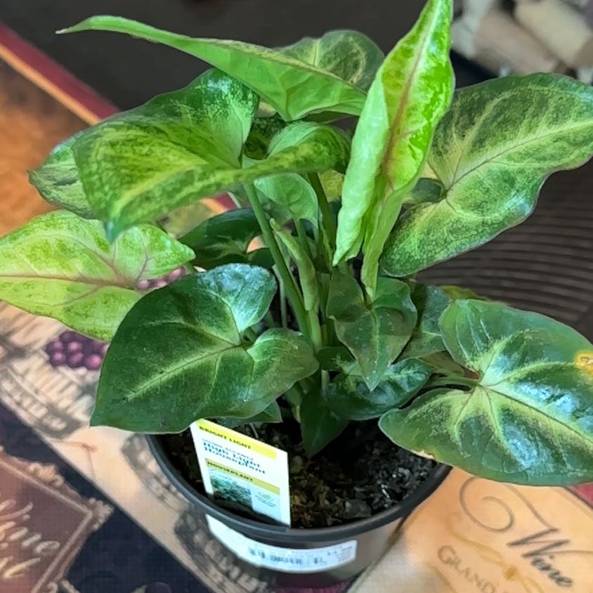 Photo of the plant species Mulberry Pink Fairy by @SinewyChuparosa named Harmony on Greg, the plant care app