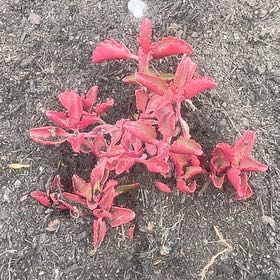 Photo of the plant species Purple Spurge by @RuggedRoseheath named Sherlock on Greg, the plant care app