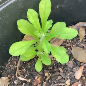 Photo of the plant species Ceylon Spinach by @GlossyKamahi named Luna on Greg, the plant care app
