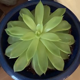 Photo of the plant species Blue Atoli Echevaria by @MasterArnoseris named Darwin on Greg, the plant care app