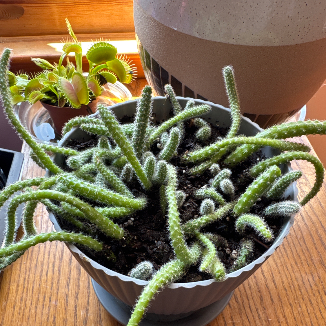 Photo of the plant species Rat Tail Cactus by @ForeverDrury named Ratty Tatty on Greg, the plant care app