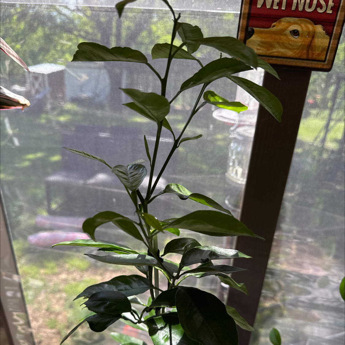 Photo of the plant species Orange Tree by @ForeverDrury named Val on Greg, the plant care app