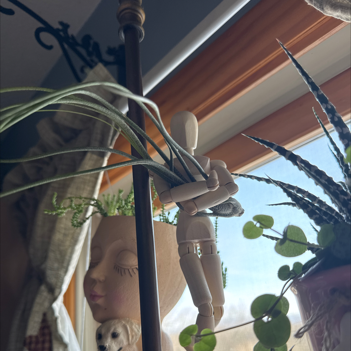 Photo of the plant species Tillandsia Bulbosa Belize by @ForeverDrury named Messi on Greg, the plant care app