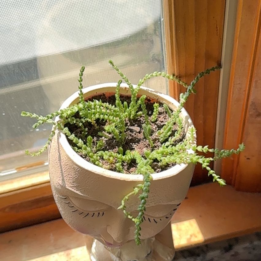 Photo of the plant species Watch Chain by @ForeverDrury named Ally&Me on Greg, the plant care app
