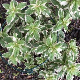 Photo of the plant species Broad-Leaved Starflower by @BlazingBrushbox named Athena on Greg, the plant care app