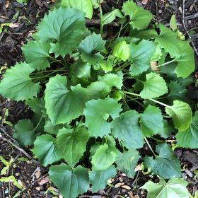 Photo of the plant species Smooth Yellow Violet by @BlazingBrushbox named Queen on Greg, the plant care app