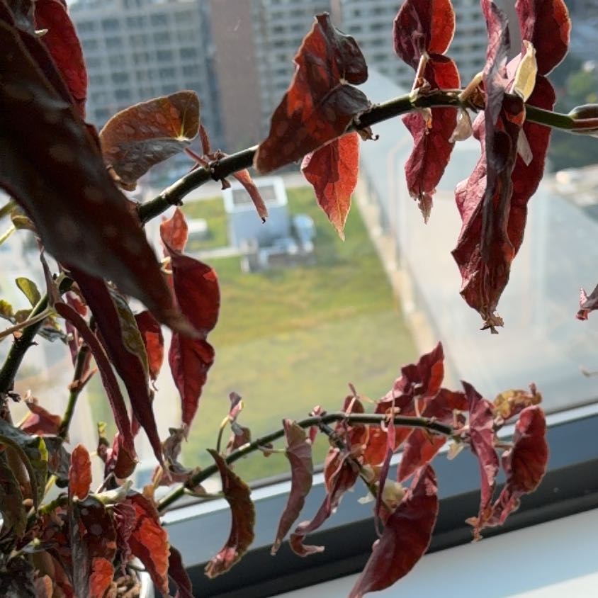 Photo of the plant species Shrimp Plant by @AbleDaisybush named Ronaldo on Greg, the plant care app