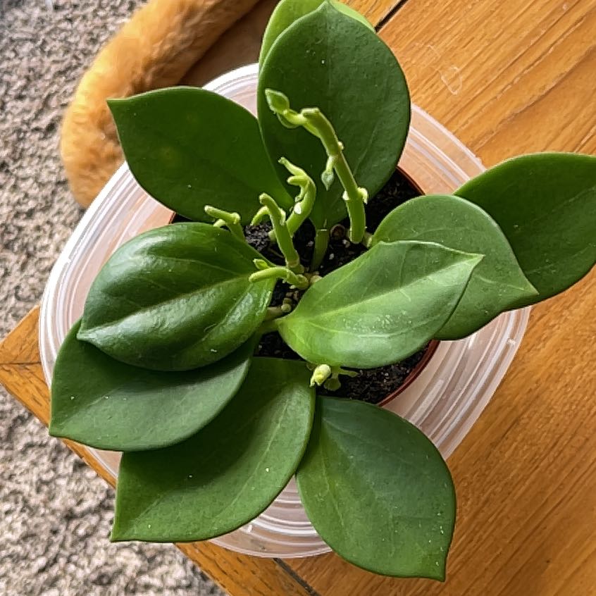 Photo of the plant species hoya pachycleda by @StatuesqueDaisy named Gregarious on Greg, the plant care app