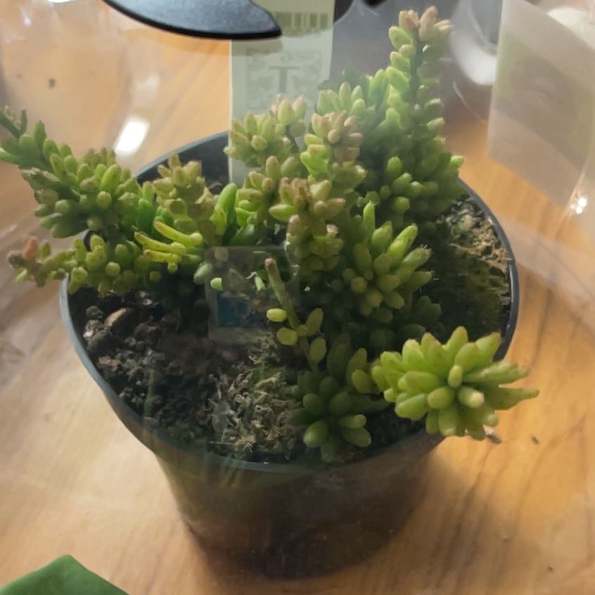 Photo of the plant species rhipsalis by @StatuesqueDaisy named Osmo on Greg, the plant care app
