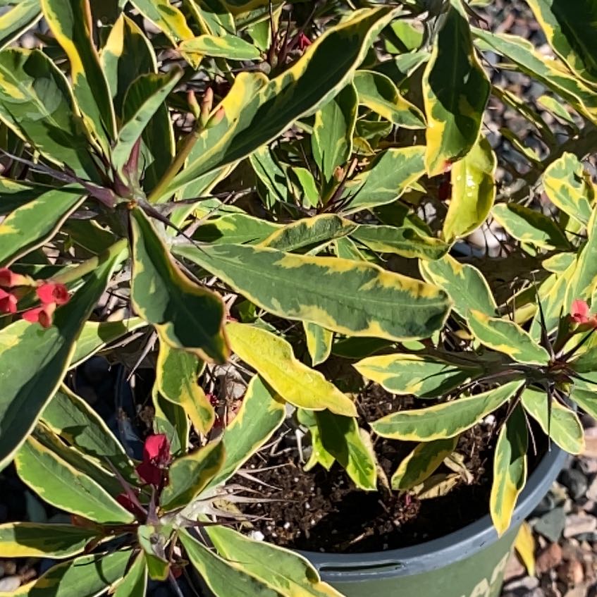 Photo of the plant species Fremont's Evening Primrose by @SunnyAgapanthus named Remington on Greg, the plant care app