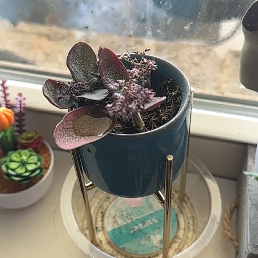 Photo of the plant species Red Fairy Crassula by @SecureBlueoak named Abby Cadabby on Greg, the plant care app