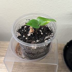 Photo of the plant species Jungle Fever Philodendron by @Edamame named Gobi on Greg, the plant care app