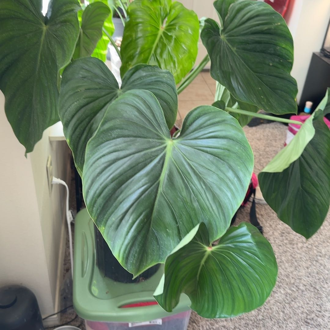 Photo of the plant species Philodendron Peltatum by @Edamame named Surya on Greg, the plant care app