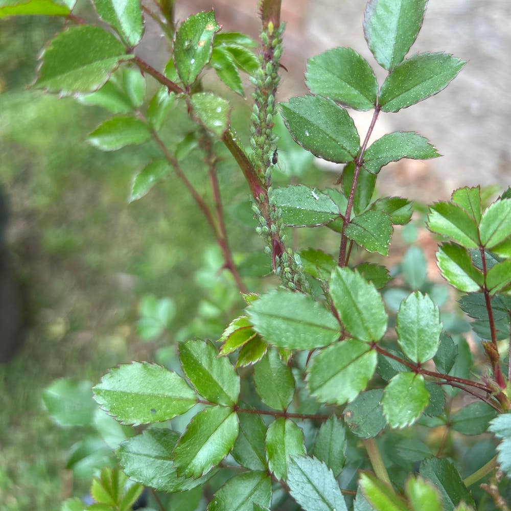 Why Are My Eden Climbing Rose Leaves Dropping?