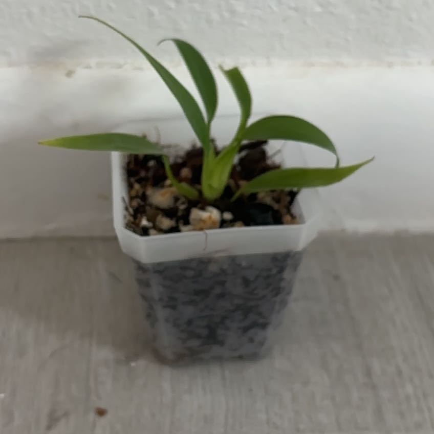 Photo of the plant species Panda Philodendron by @birb.lover125 named Navajo on Greg, the plant care app