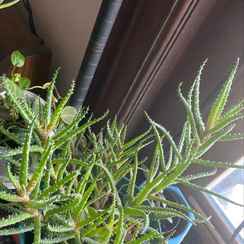 Photo of the plant species White Spider Aloe by @ILoveMyPlants named Blue Aloo on Greg, the plant care app